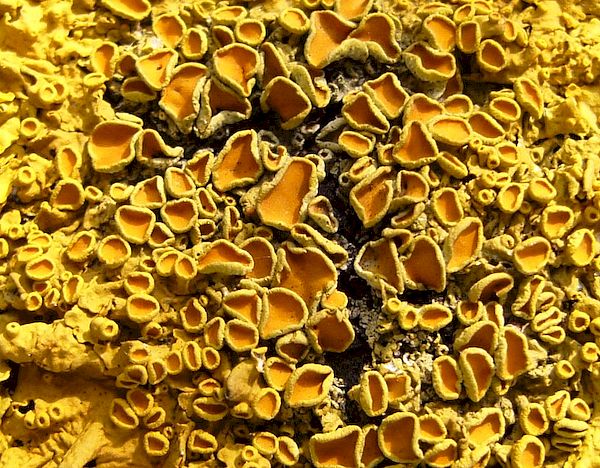 Parmélie des murailles (Xanthoria parietina), un lichen dont l'analyse permet de mesurer certains polluants de l'air. Photo FreeBigPictures.com parmélie des murailles FreeBigPictures